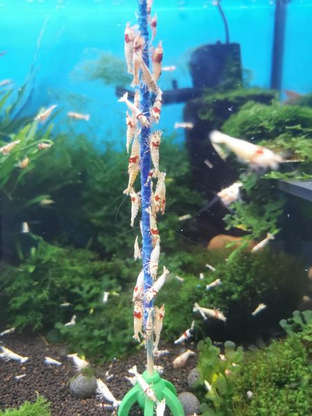 Shrimp Lollies, Garnelen Lollies, Garnelen Lutscher, Futterstangen